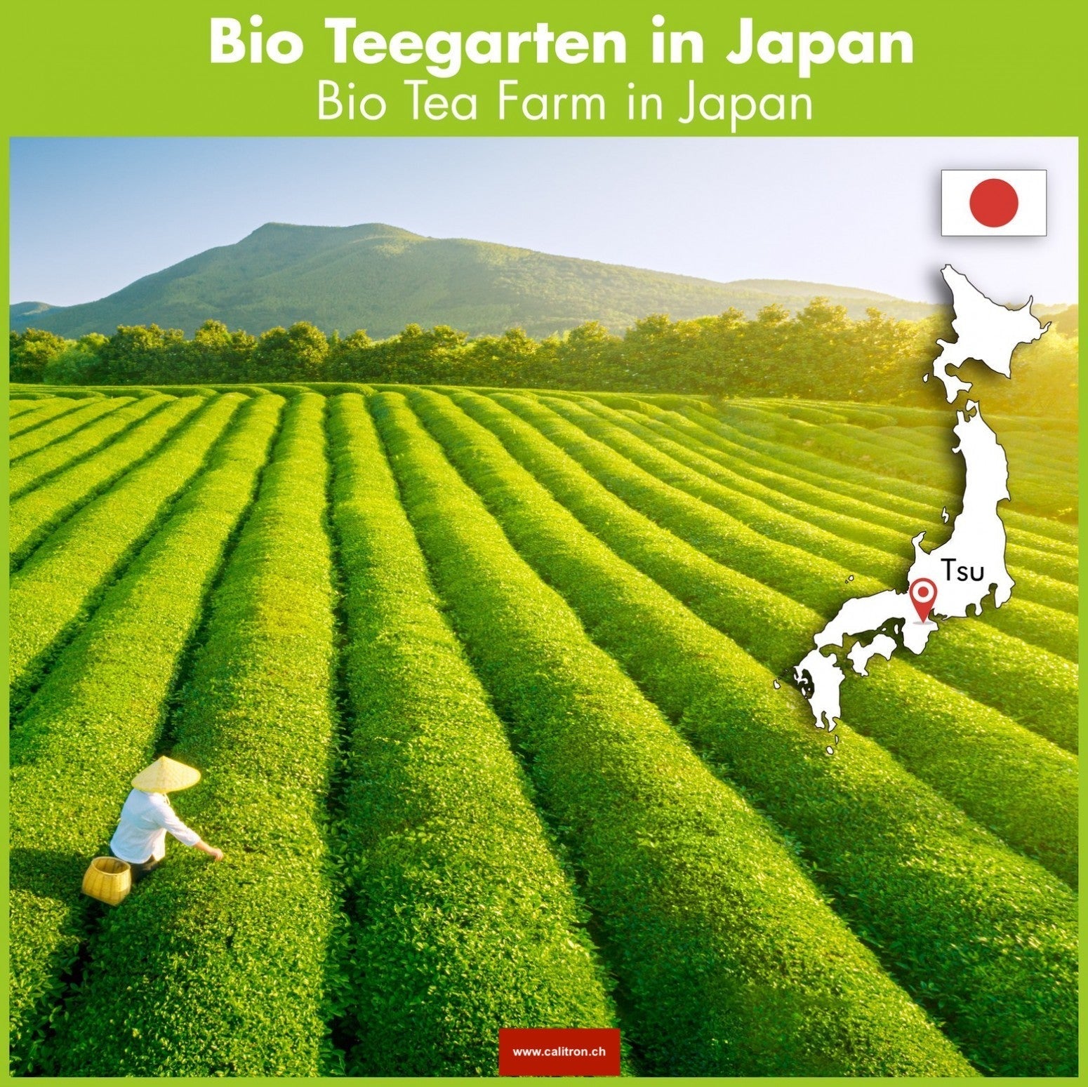 Bio Matcha Tee Japan Premium Qualität, 100g - Calitronshop.com