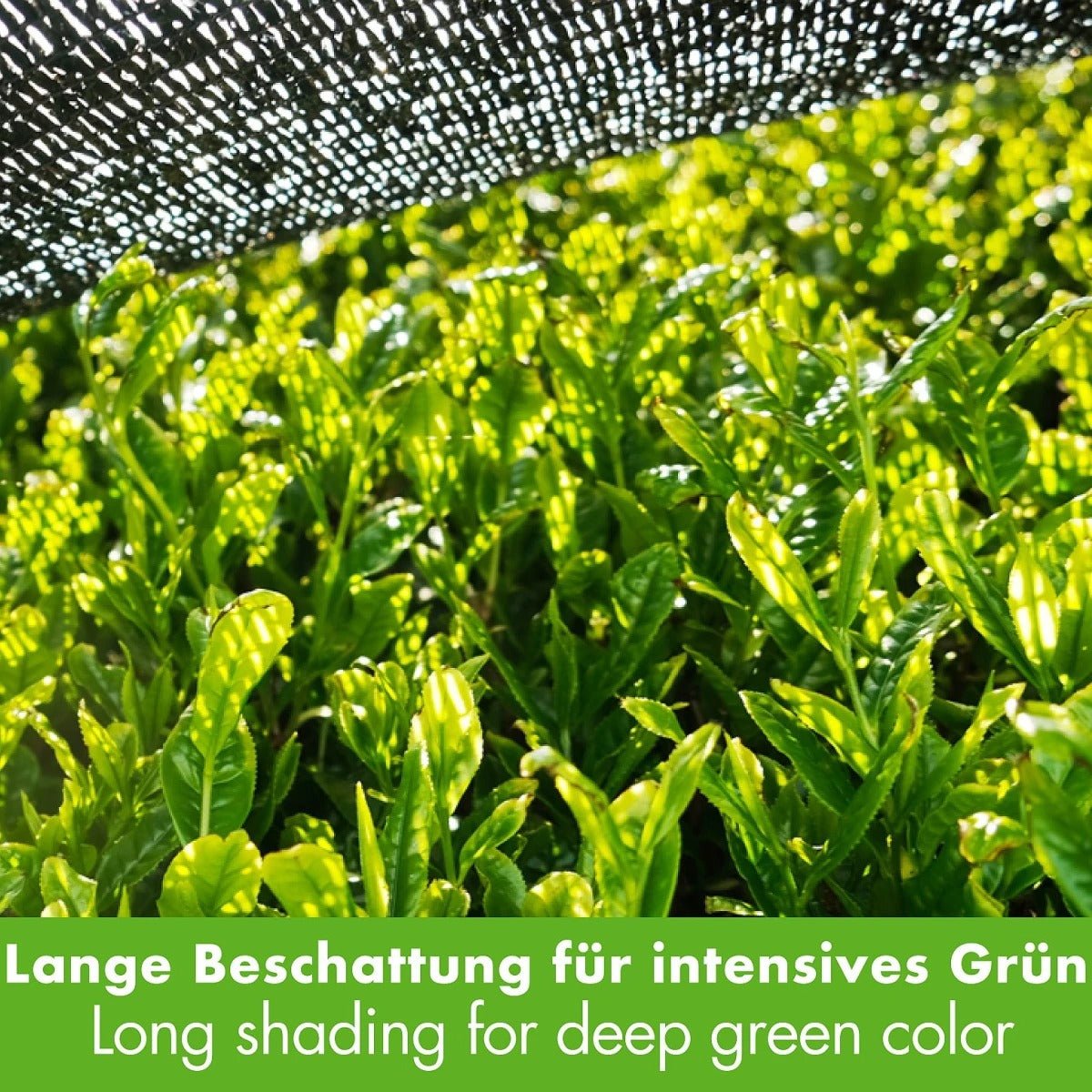 Japanischer Bio Matcha Chadō - Ceremonial Grade, 40g Dose - Calitronshop.com